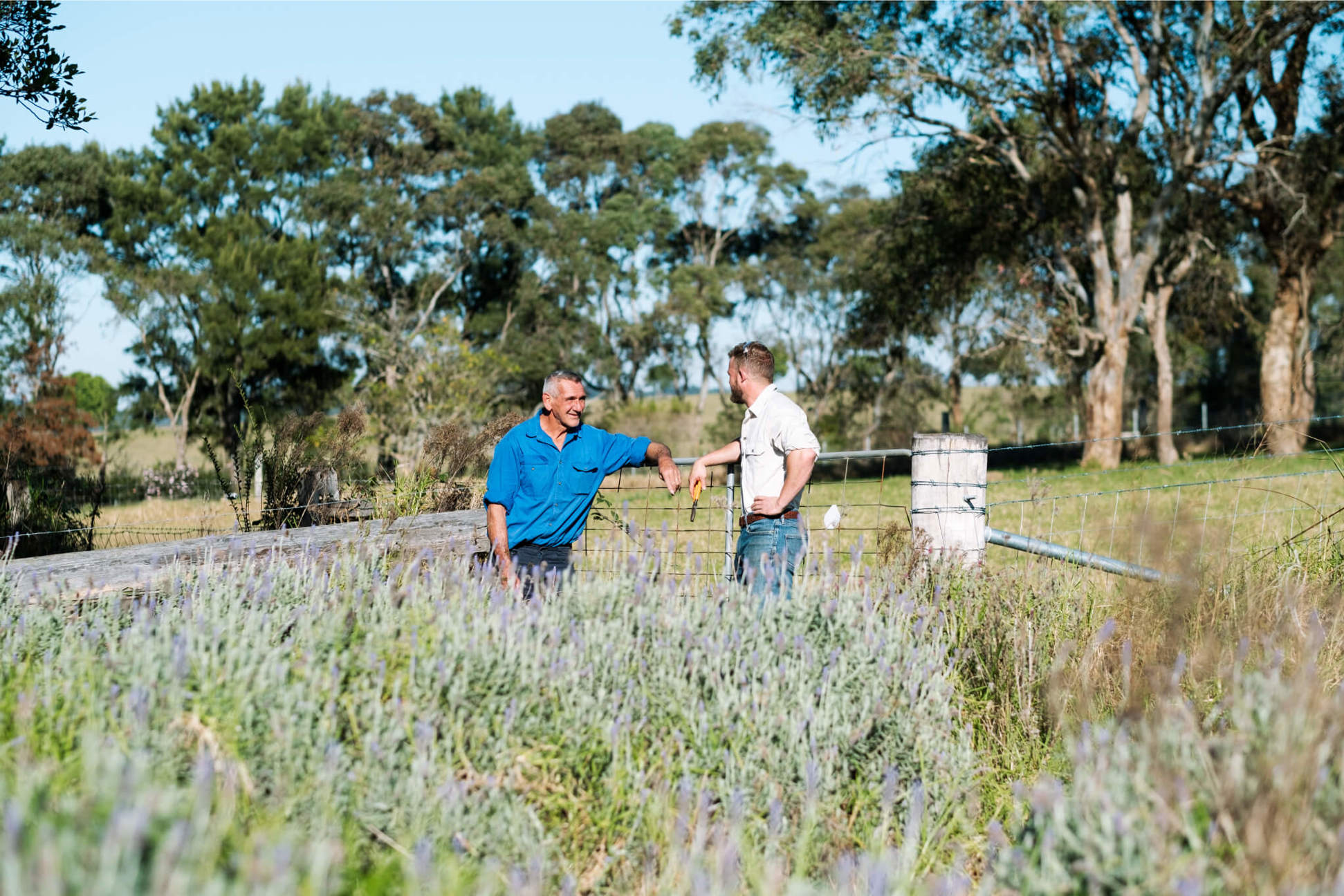 Two farmers leaning on a fence in a lavender field